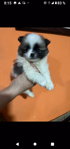 Bellísimos pomerania lulu cara de oso - Imagen 2