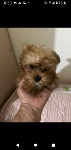 Lindos cachorritos yorky miniatura