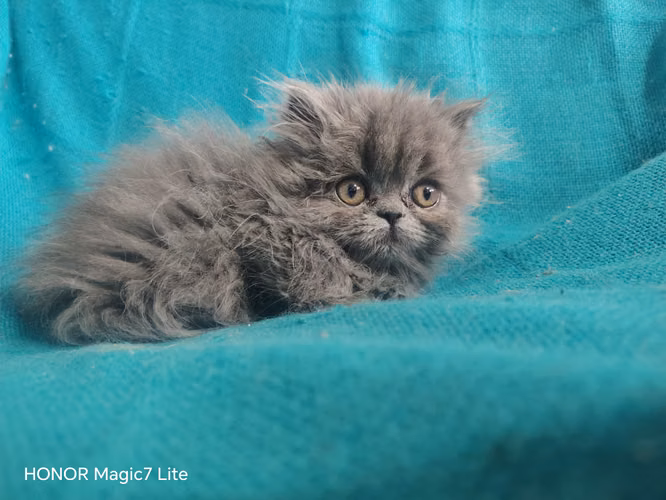 Beautiful Persian kittens