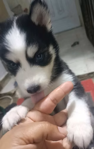 Cachorros de husky en venta