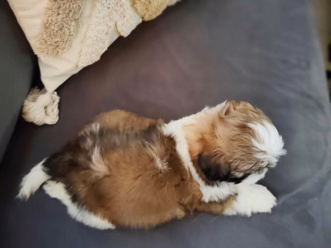 Cachorros de Shih Tzu en venta - Imagen 4