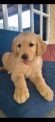 Cachorros Golden Retriver de alta pureza, padres con pedigree 