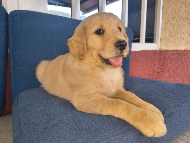 Cachorros Golden Retriver de alta pureza, padres con pedigree 