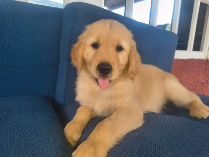 Cachorros Golden Retriver de alta pureza, padres con pedigree 