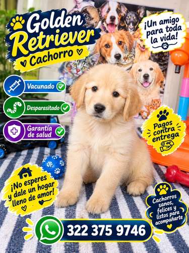 Cachorro golden retriver macho y hembra 