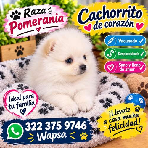 Cachorro pomerania