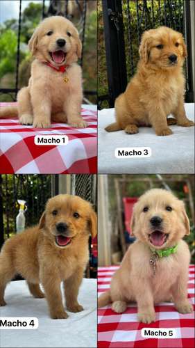 Beautiful Golden retriver puppies