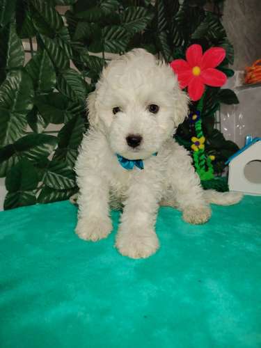 Hermoso y tierno cachorrito frespoodle mini Toy  - Imagen 2