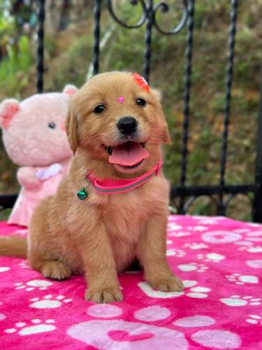 Beautiful and intelligent Golden Retriver