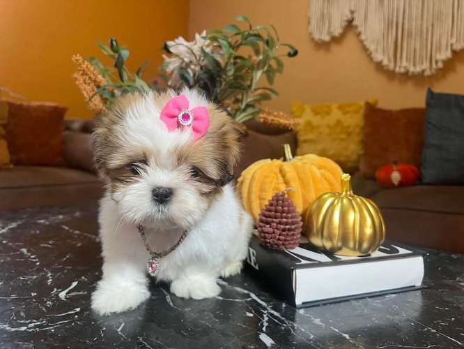 shitzu triolor 