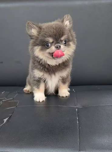 hermosa chihuahua blue