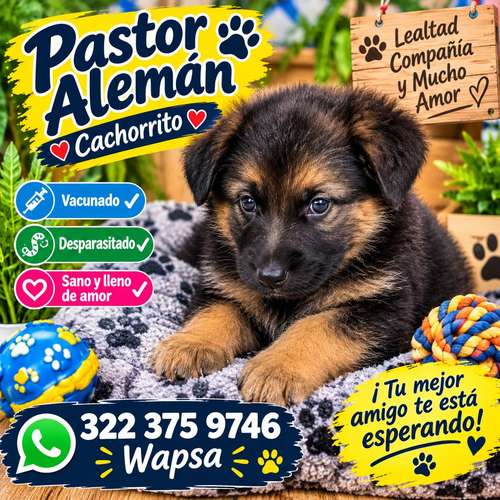 Cachorro pastor alemán hembra 