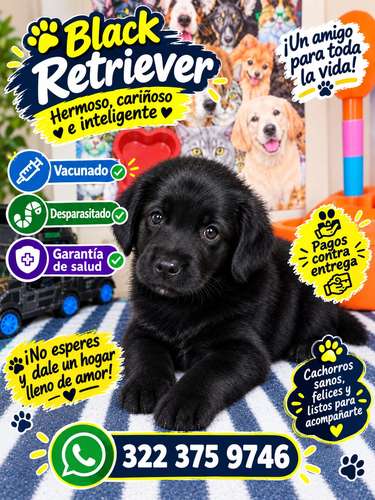 Cachorro Black retriver hembra 