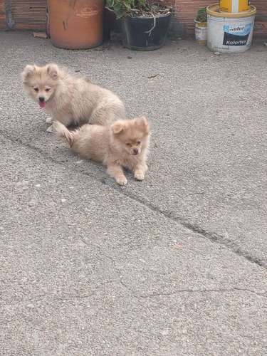 Pomerania