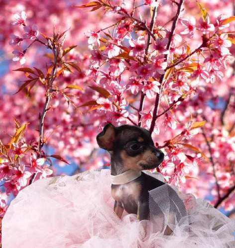 HERMOSA CACHORRITA PINCHER TRADICIONAL MINI