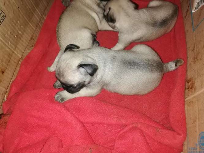 HERMOSOS CACHORRITOS PUG CARLINO 