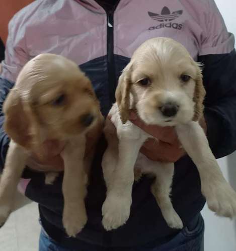 HERMOSAS CACHORRITAS COCKER SPANIEL 