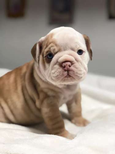 HERMOSA CACHORRITA BULLDOG INGLES 