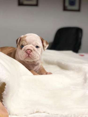 HERMOSA CACHORRITA BULLDOG INGLES  - Imagen 2