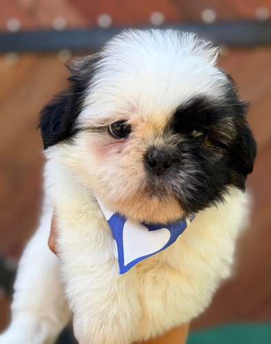 Hermoso cachorrito shitzu mini 