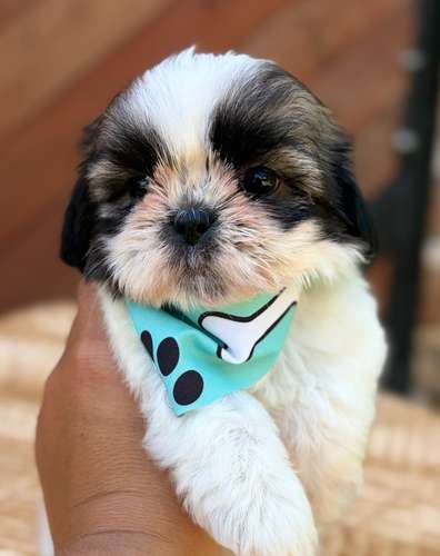 Hermoso cachorrito shitzu mini 
