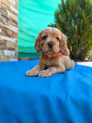 Hermoso cachorrito Cocker Spaniel 