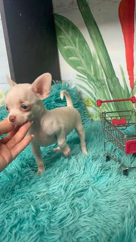 HERMOSO CACHORRITO CHIHUAHUA MINI DE 60 DIAS