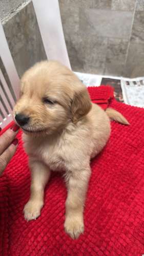 HERMOSO CACHORRITO GOLDEN RETRIVER  - Imagen 2