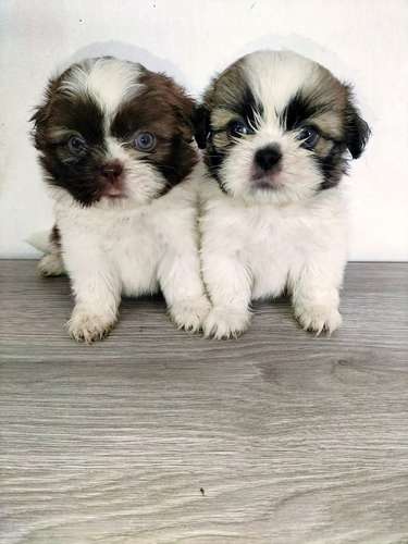 HERMOSAS CACHORRITAS Shih tzu MINIS
