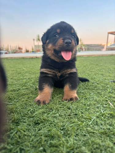 HERMOSOS CACHORRITOS ROTTWEILER DE 50 DIAS