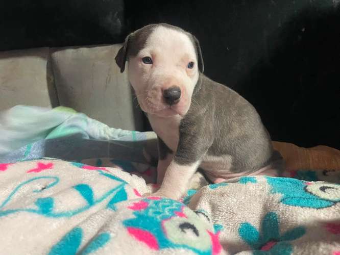 HERMOSOS CACHORRITOS PITBULL STANFORD  - Imagen 2