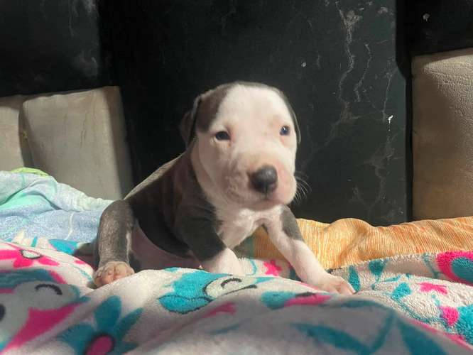 HERMOSOS CACHORRITOS PITBULL STANFORD  - Imagen 3