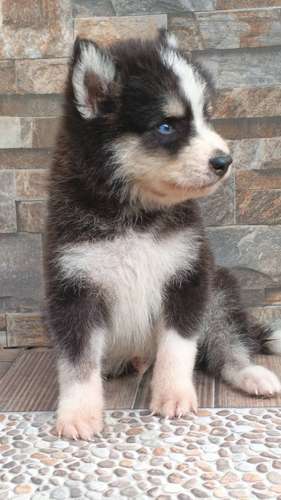 HERMOSO CACHORRITO LOBO SIBERIANO DE OJOS AZULES