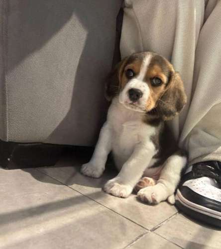 HERMOSO CACHORRITO BEAGLE TRICOLOR 
