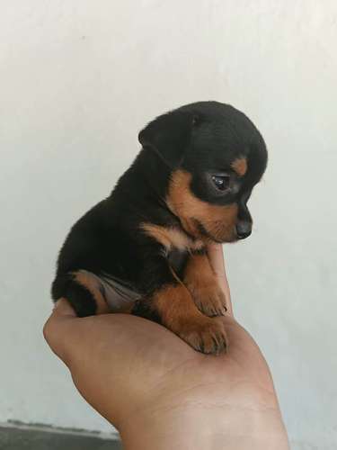 HERMOSA CACHORRITA PINCHER TRADICIONAL MINI  - Imagen 2