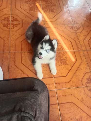 BEAUTIFUL PUPPY HUSKY LONG HAIR BLUE EYES
