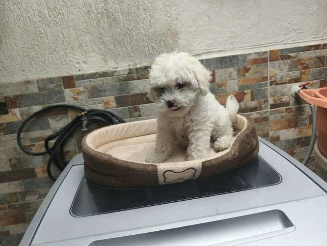 Beautiful puppy frespoodle mini Toy