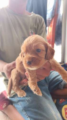 HERMOSAS CACHORRITAS COCKER SPANIEL DE 45 DIAS - Imagen 2