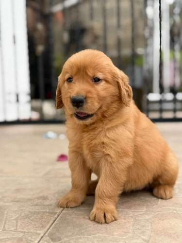 HERMOSO CACHORRITO GOLDEN RETRIVER  - Imagen 3