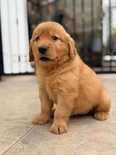 HERMOSO CACHORRITO GOLDEN RETRIVER  - Imagen 2
