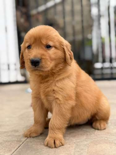 BEAUTIFUL PUPPY GOLDEN RETRIVER