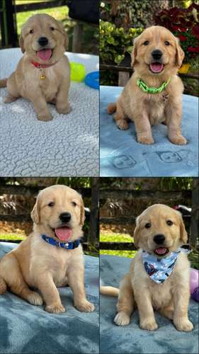 Beautiful Cigars Golden Retriver