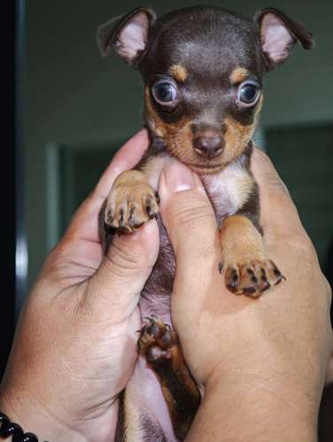 HERMOSA CACHORRITA PINCHER CHOCOLATE OJOS AZULES  - Imagen 3