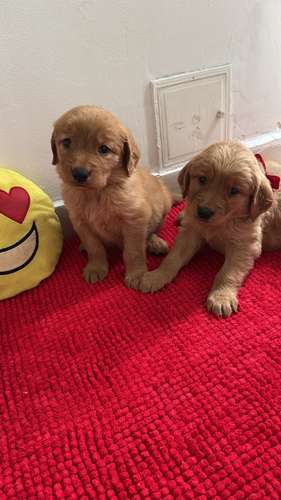 HERMOSAS CACHORRITAS GOLDEN RETRIVER 