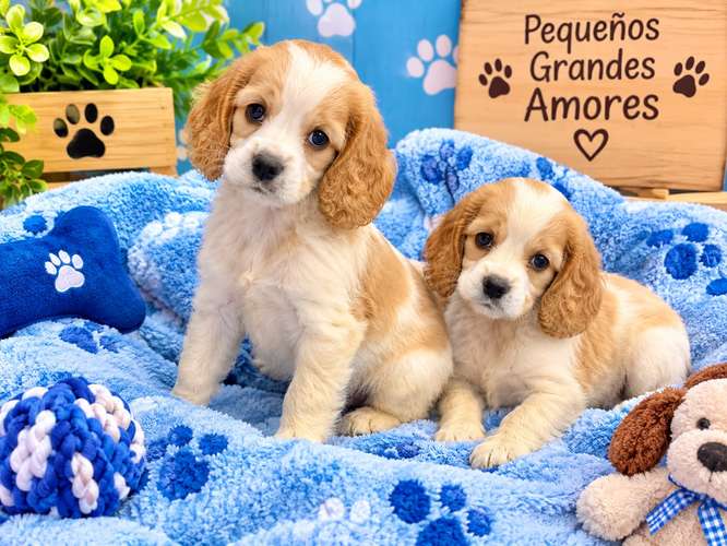 Hermosos cachorros coker 