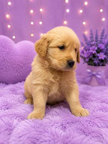 Hermosos golden  - Imagen 2