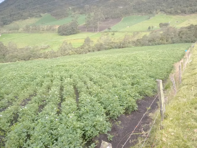 Excelente terreno Tabio rio friooccidentasin ares construida l  - Imagen 5