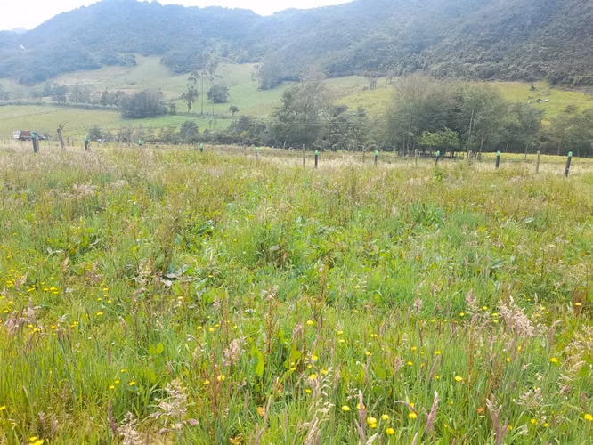 Excelente finca a 12 kms de tabio por via destapada en buen estado - Imagen 11