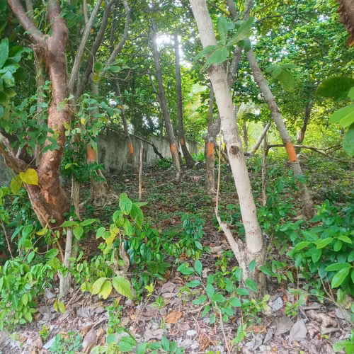 Excelente lote san andres islas peper hill parte alta  - Imagen 2
