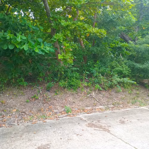 Excelente lote san andres islas peper hill parte alta  - Imagen 4